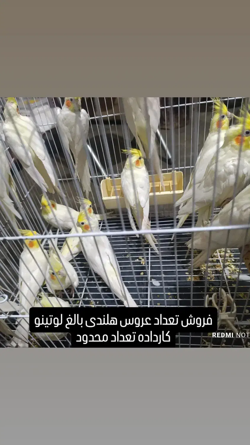 فروش تعدادی عروس هلندی بالغ|پرنده|بهشهر, |دیوار