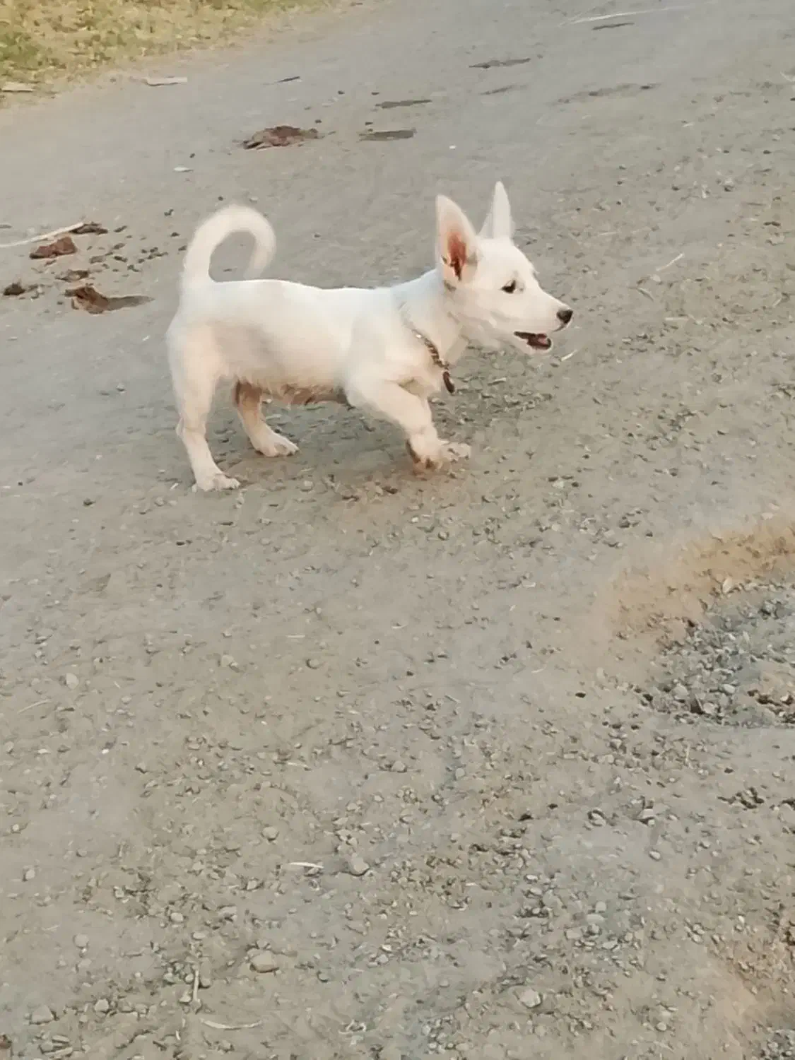 وا گذاری پاکوتاه|سگ|خوی, |دیوار