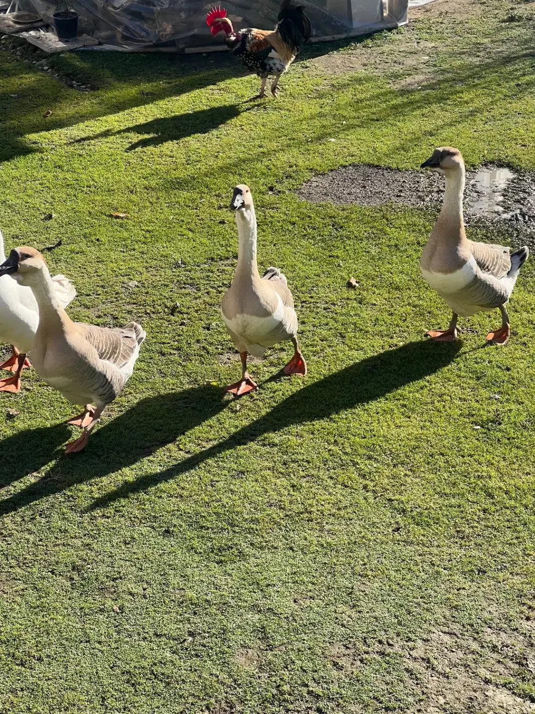 قو غاز|حیوانات مزرعه|رضوانشهر, |دیوار