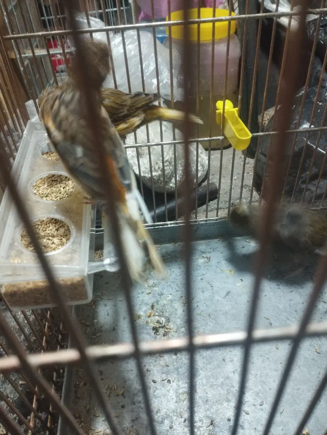 قناری نر وماده سه تا 2500|پرنده|تبریز, |دیوار