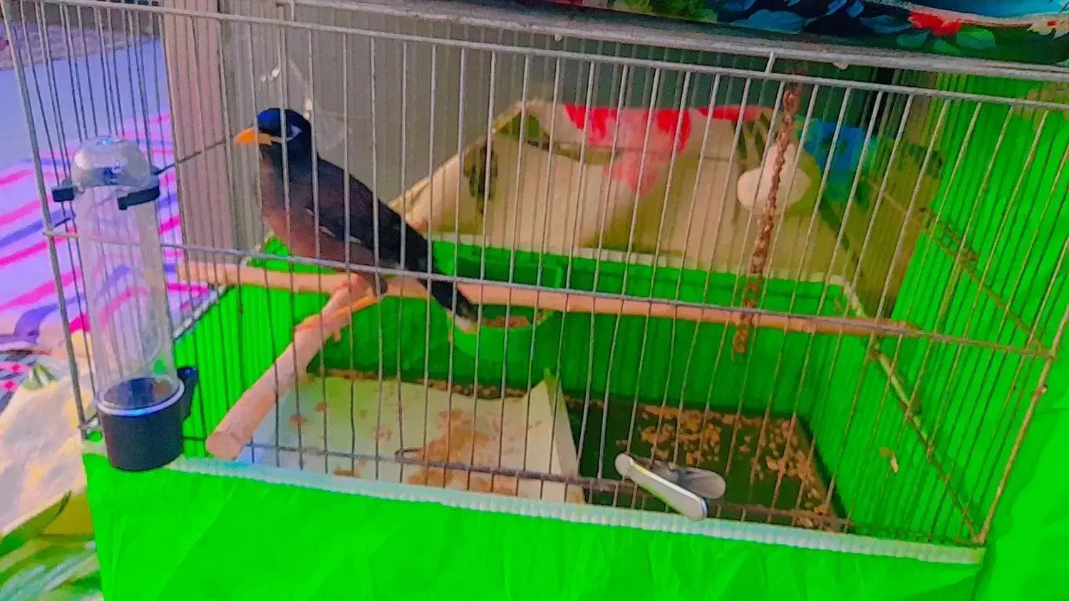 مرغ مینا سرحال و دستی ، همراه با وسایل|پرنده|قم, سراجه (۱۵ خرداد)|دیوار