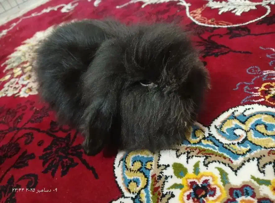 خرگوش لوپ ماده|موش و خرگوش|مشهد, انقلاب|دیوار