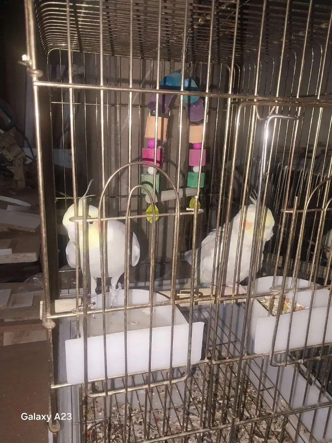 جفت عروس هلندی|پرنده|تهران, شهید رجایی|دیوار