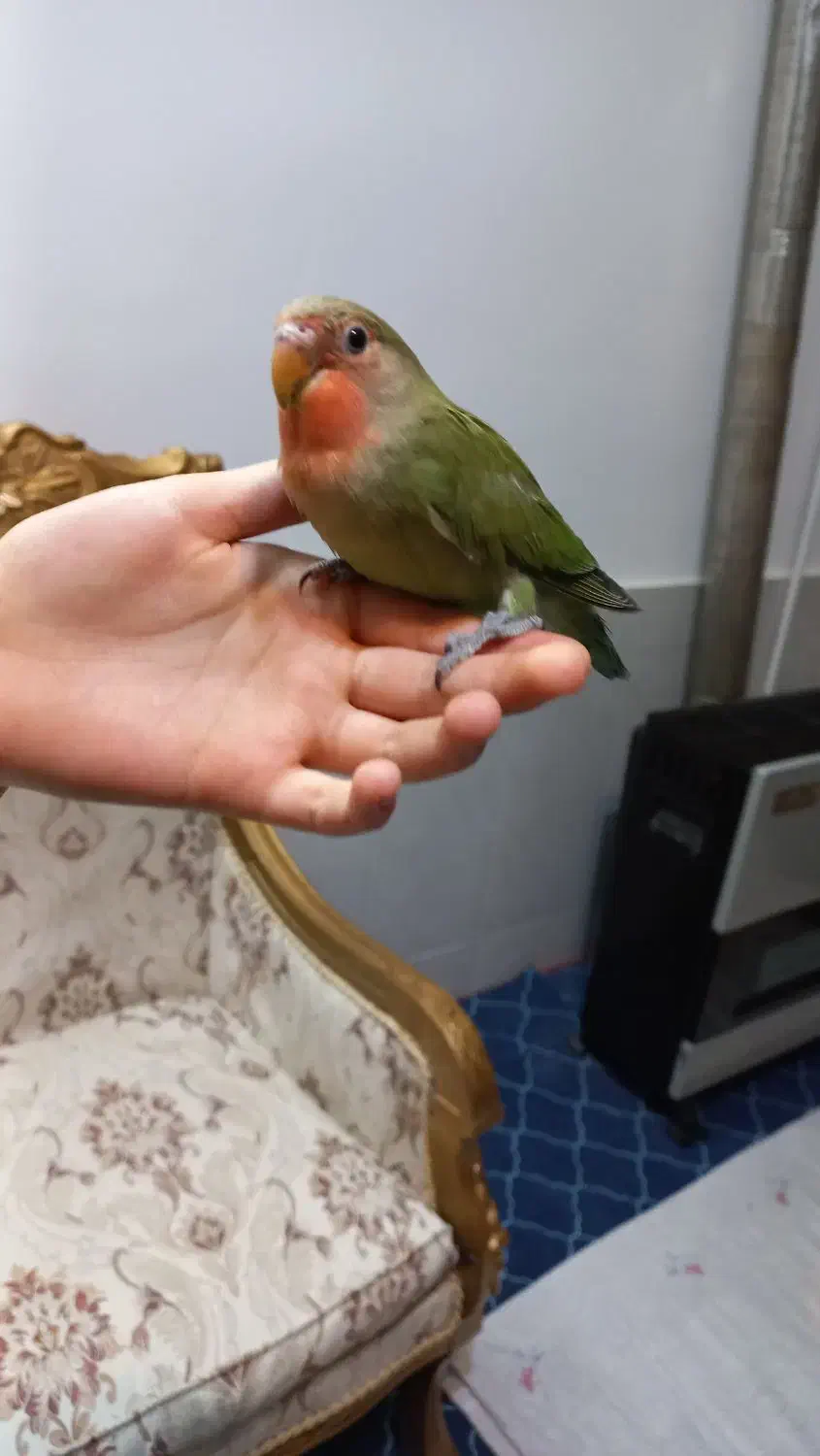 کوتوله برزیلی دستی  صورت هلویی در دهاقان|پرنده|دهاقان, |دیوار