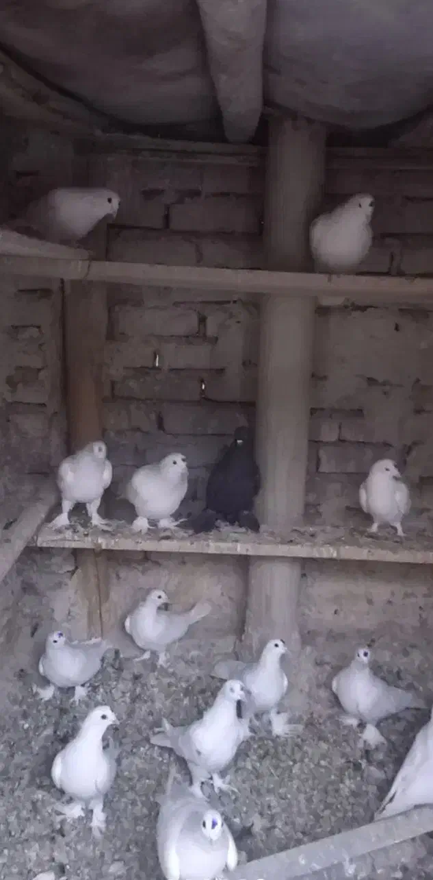 کبوتر|پرنده|تبریز, |دیوار