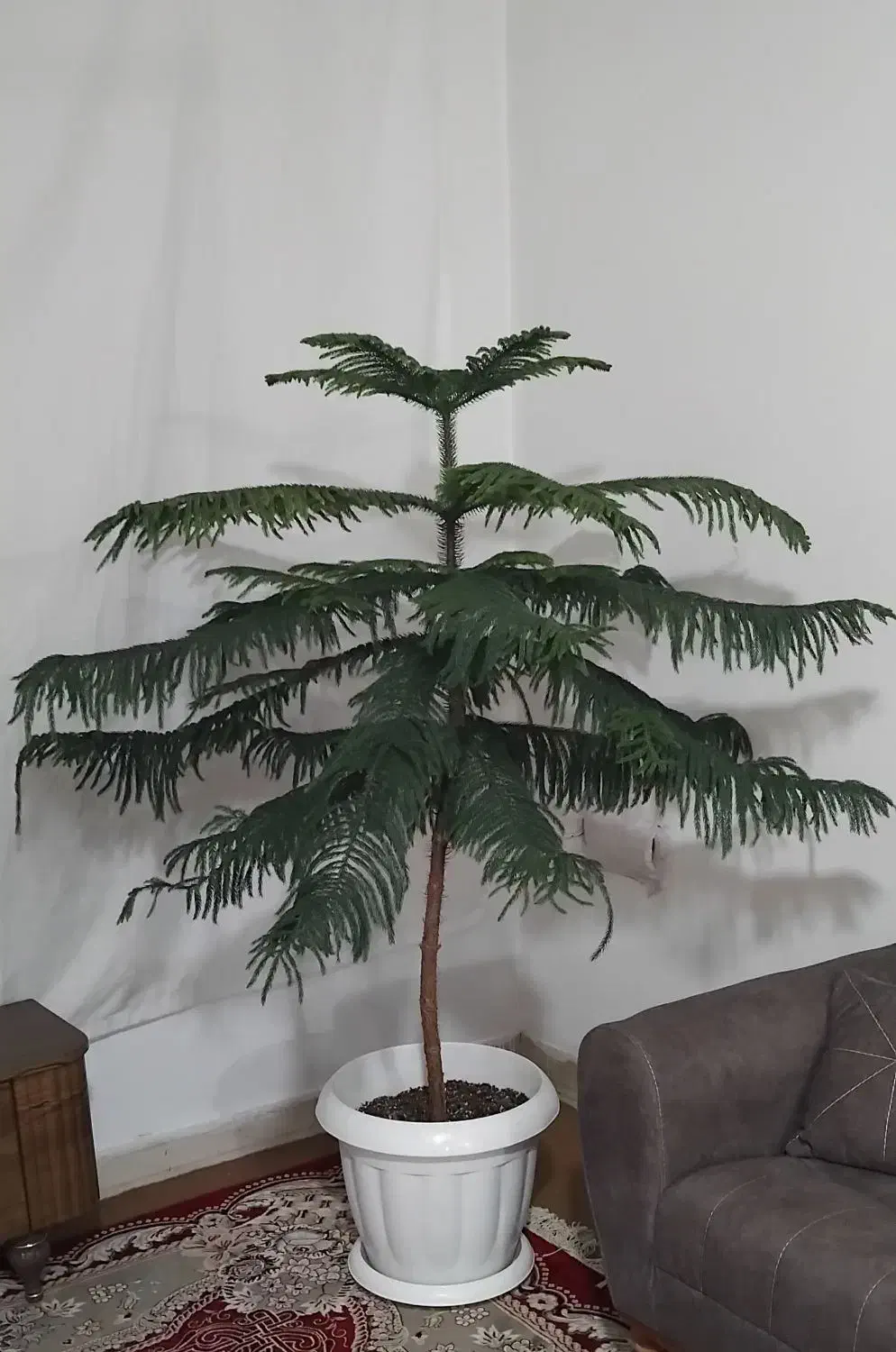 کاج|گل و گیاه طبیعی|نیشابور, مازول|دیوار