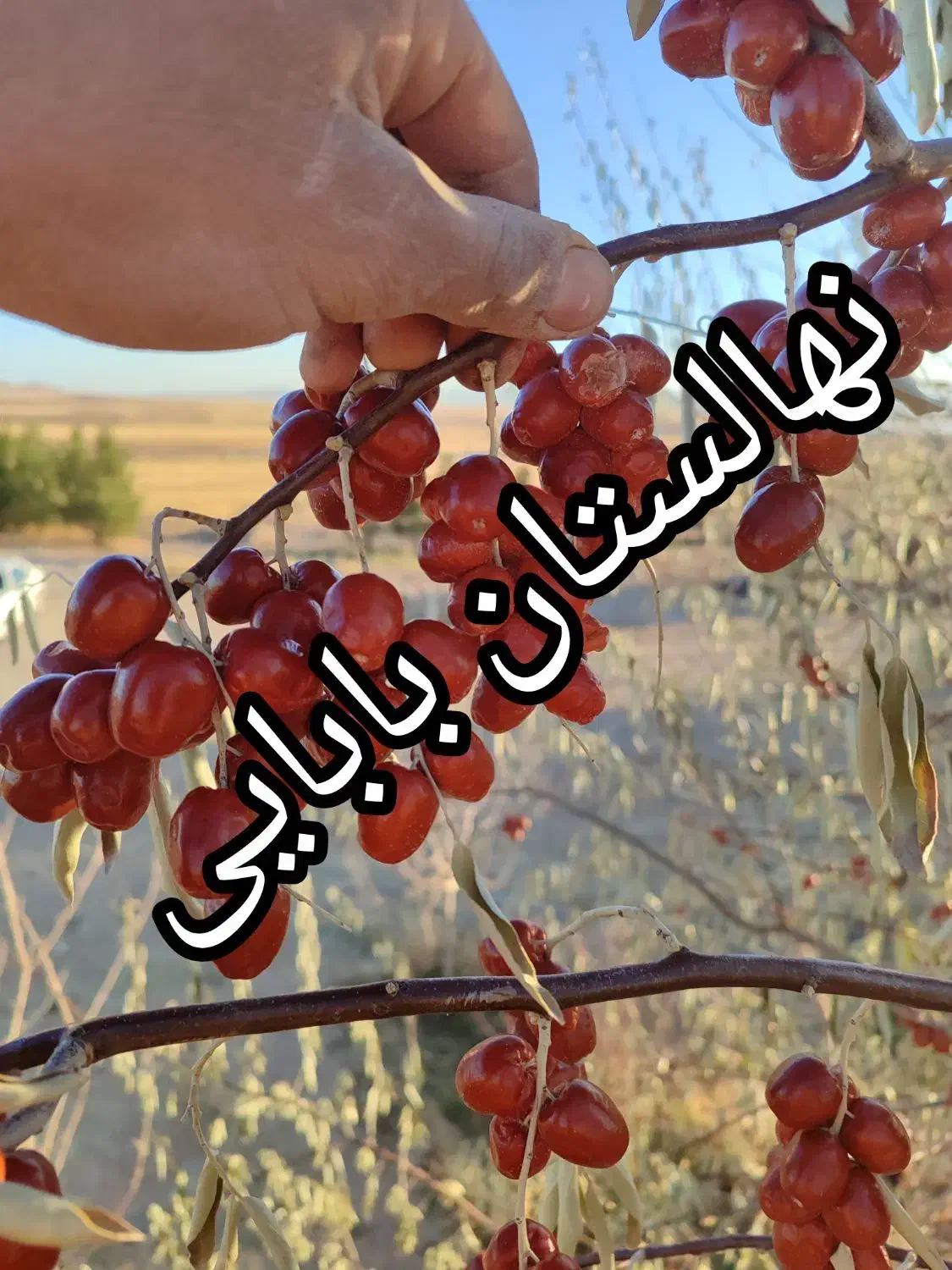 نهالهای سالم و پربار ازنهالستان دارای لیبل معتبر|خدمات باغبانی و درختکاری|محمدشهر, محمدشهر|دیوار