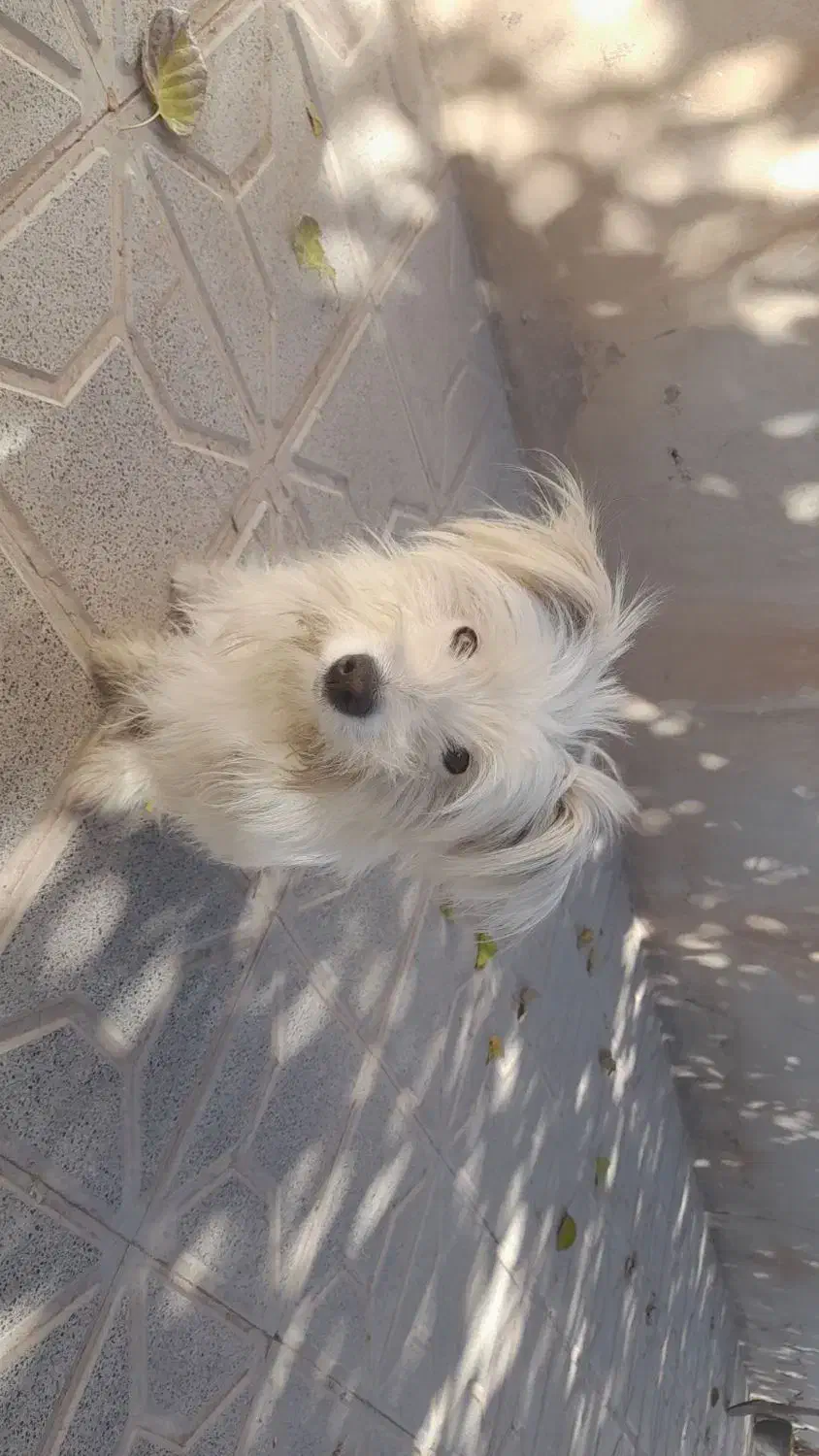 سسگ|سگ|شراء, |دیوار