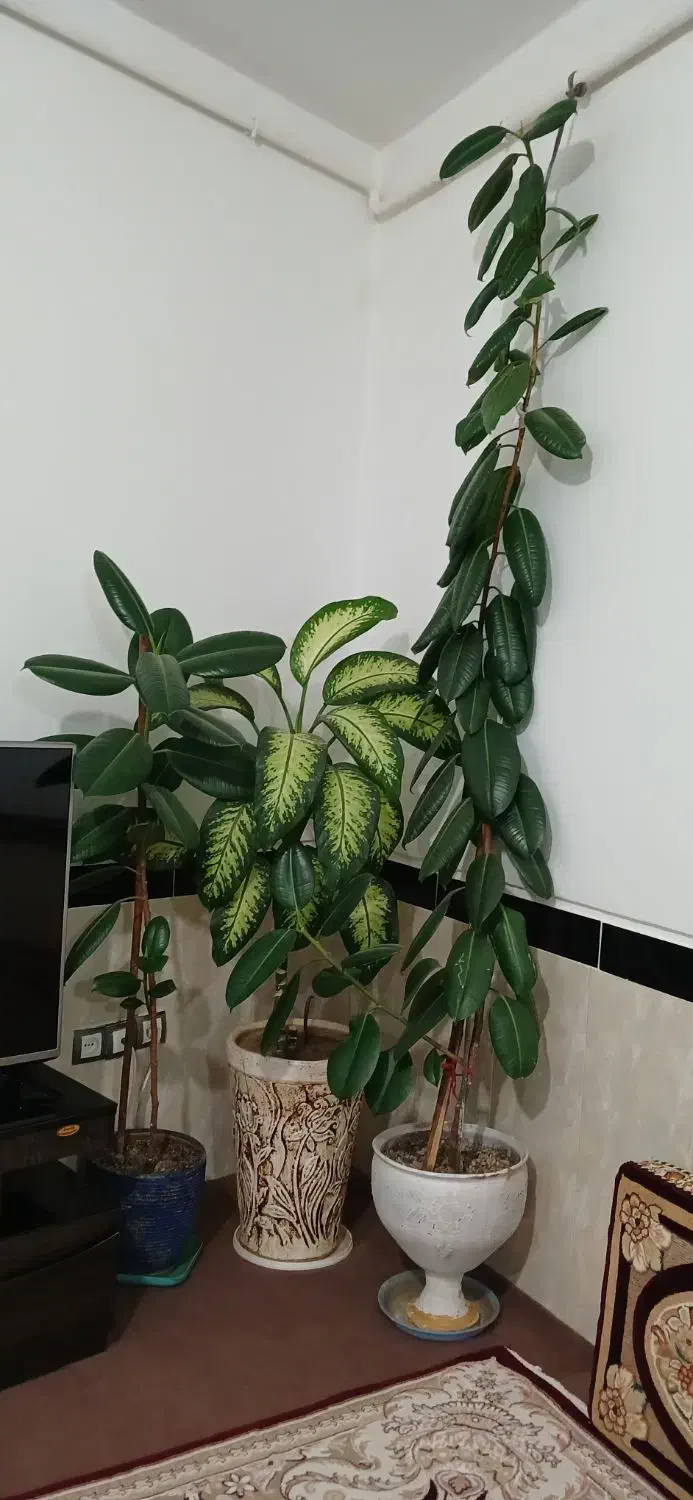 گل فروشی|گل و گیاه طبیعی|بلبان آباد, |دیوار