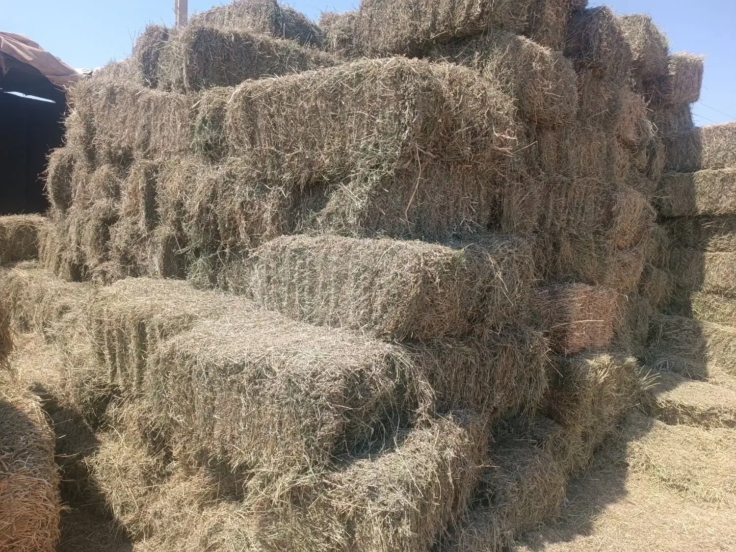 ایستگاه علوفه کرج یونجه کاه گندم لوبیا عدس|عمده‌فروشی|کرج, کمال‌شهر|دیوار