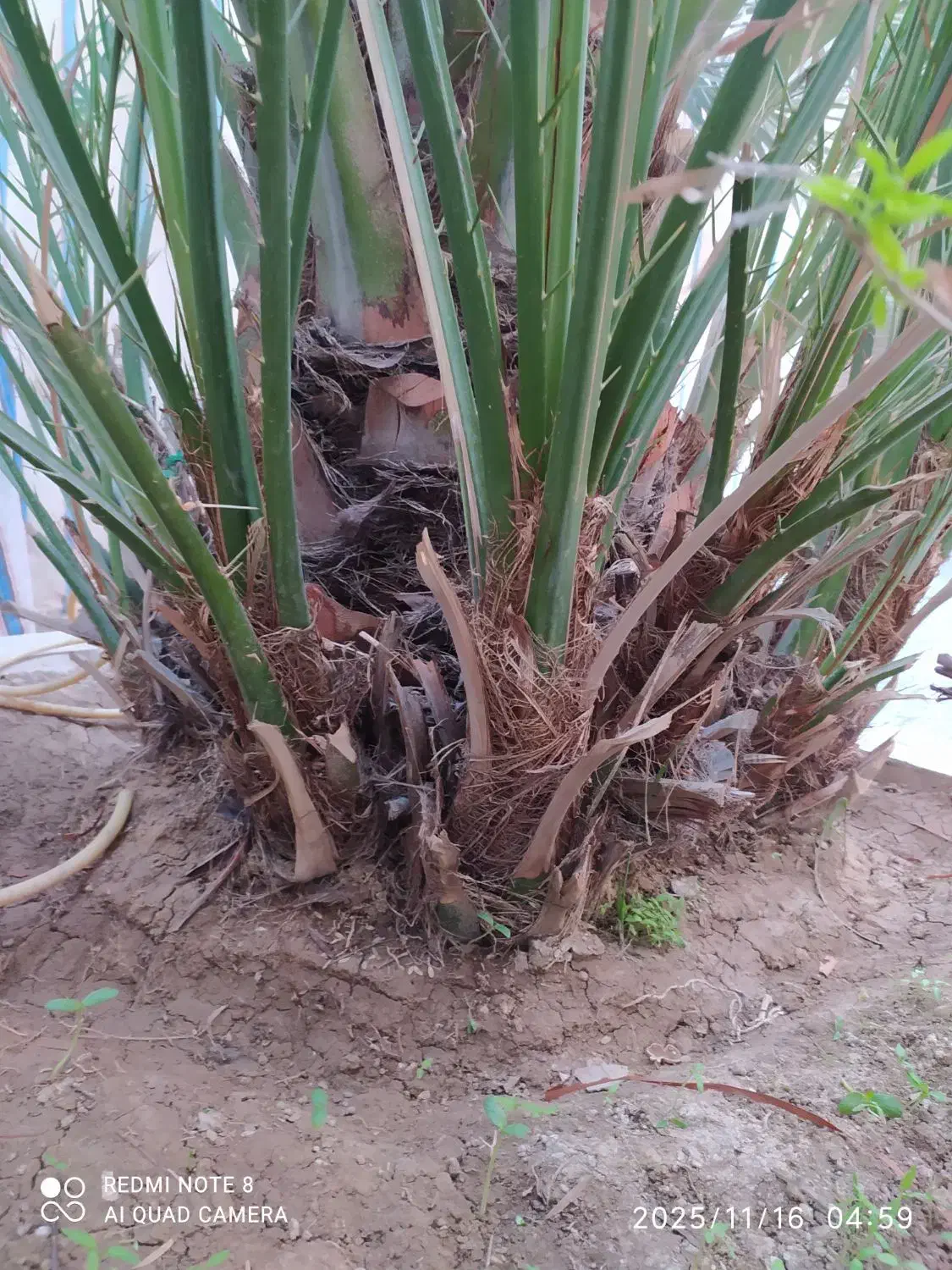 بچه نخل برحی|گل و گیاه طبیعی|بندر ماهشهر, |دیوار