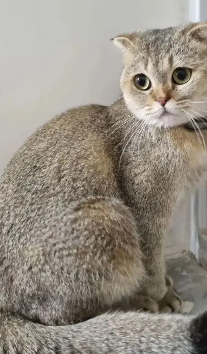 گربه گمشده|گربه|نیشابور, شهرک فرهنگیان|دیوار