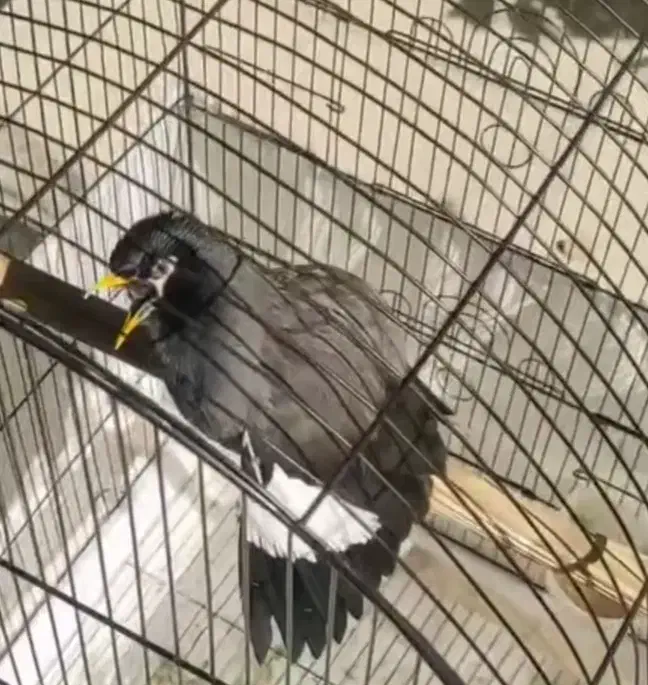 مرغ مینا سخنگو نر دستی با قفس فروشی|پرنده|تهران, شهرک ولیعصر شمالی|دیوار