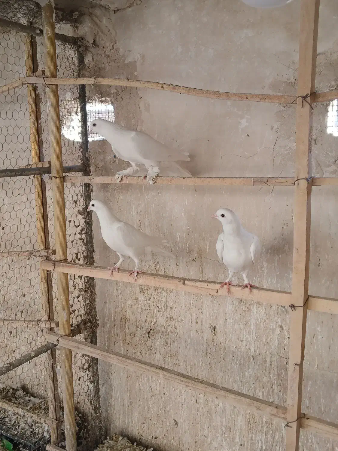 کفتر|پرنده|قم, چهار مردان|دیوار