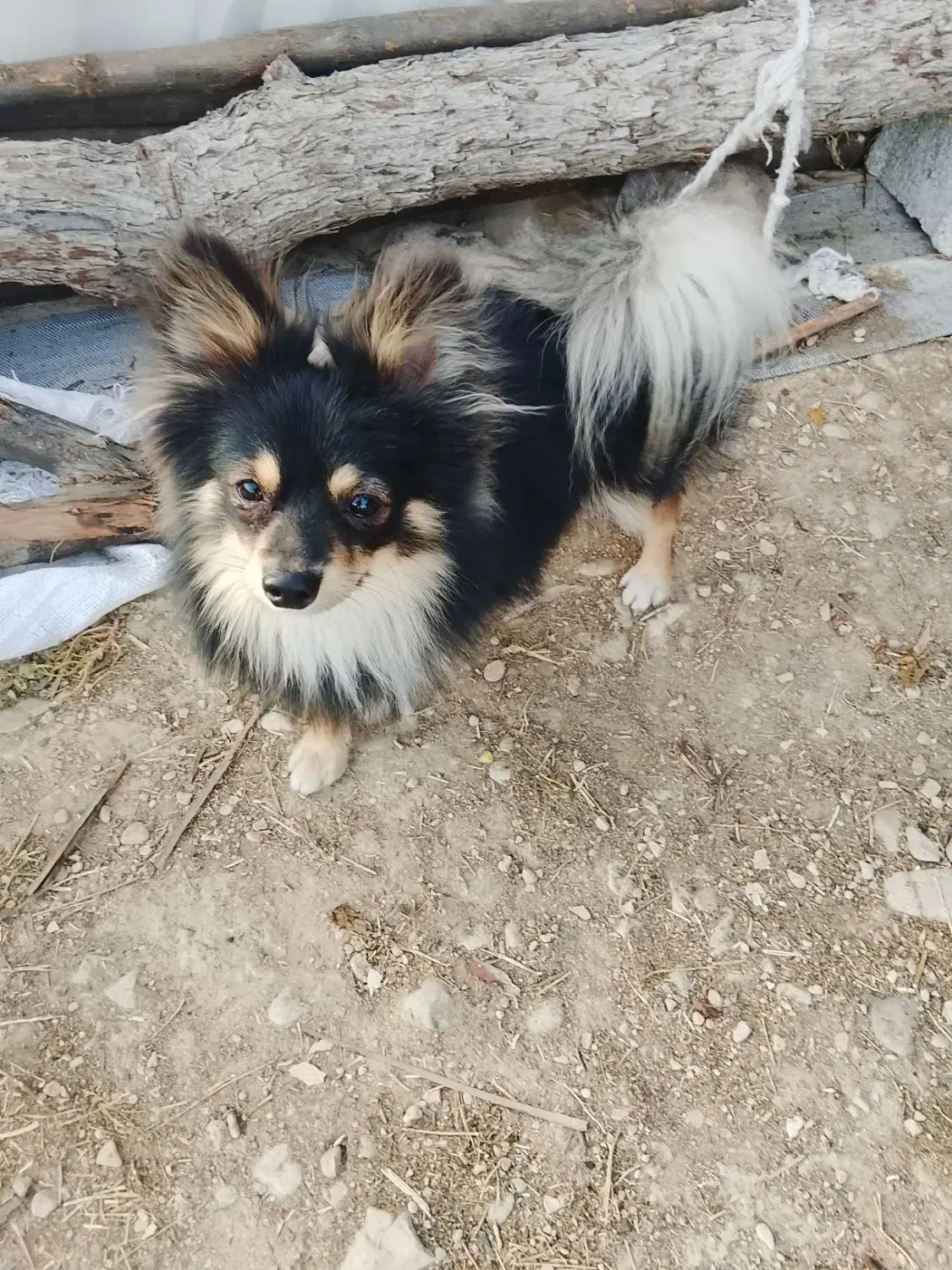 پاپی|سگ|داراب, |دیوار