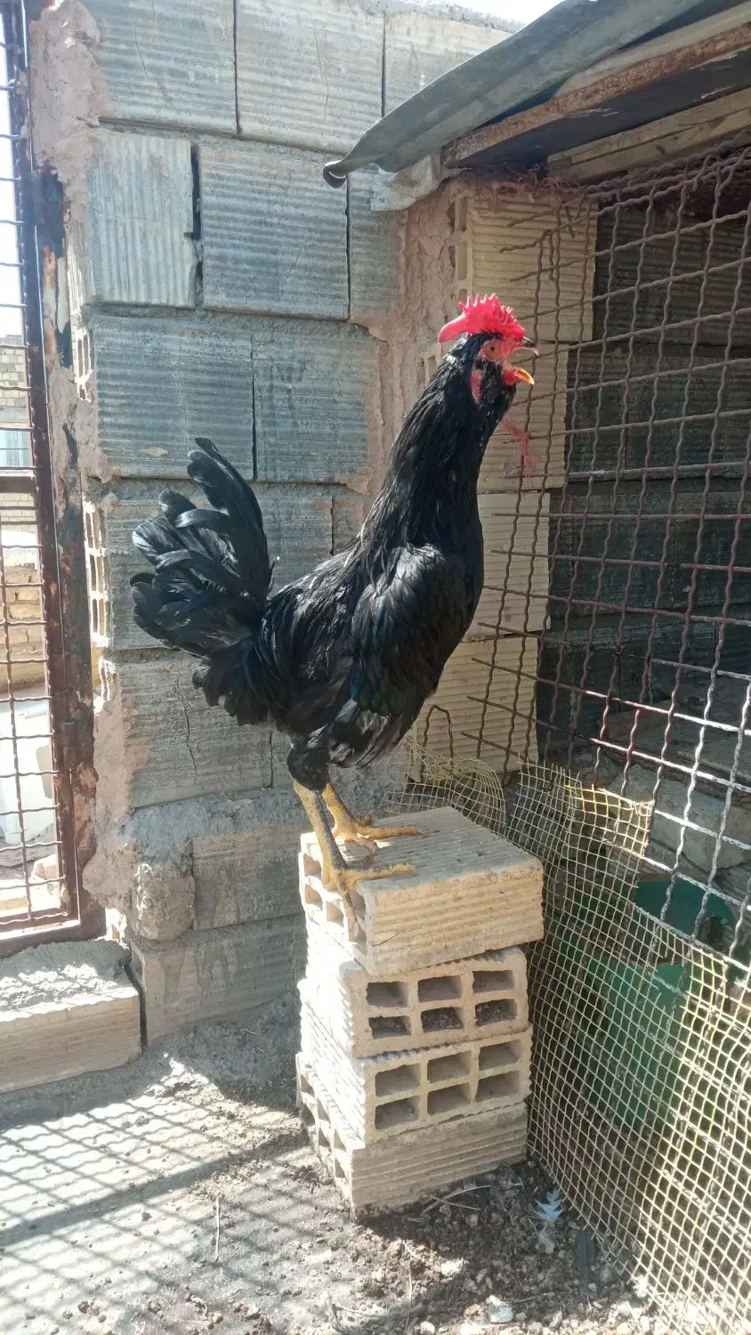 خروس گلین مشکی|حیوانات مزرعه|برخوار, |دیوار