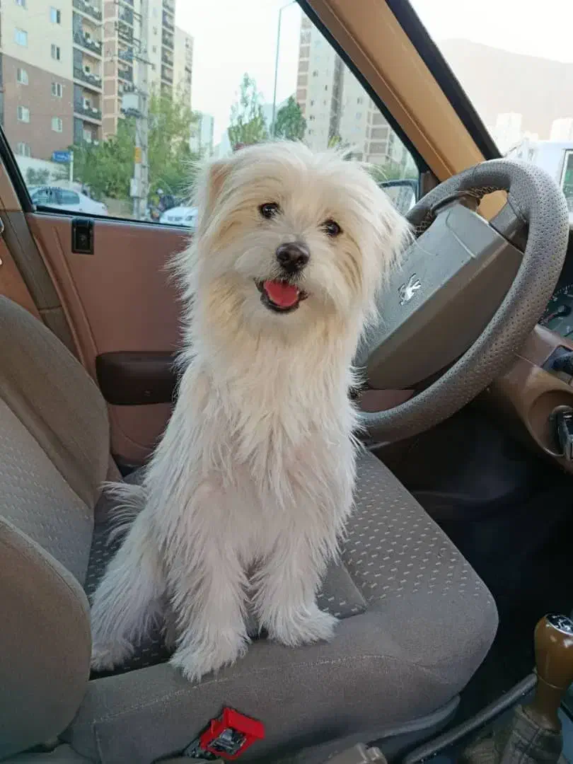 سگ گمشده|حیوانات|پردیس, فاز ۱۱|دیوار