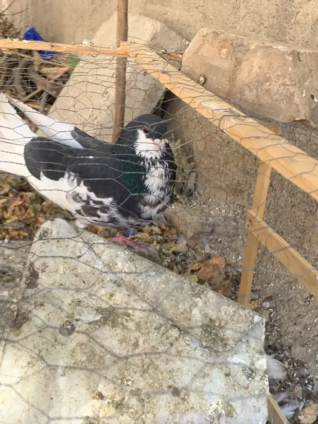 کبوتر شهری گلدار|پرنده|شیراز, کاراندیش|دیوار