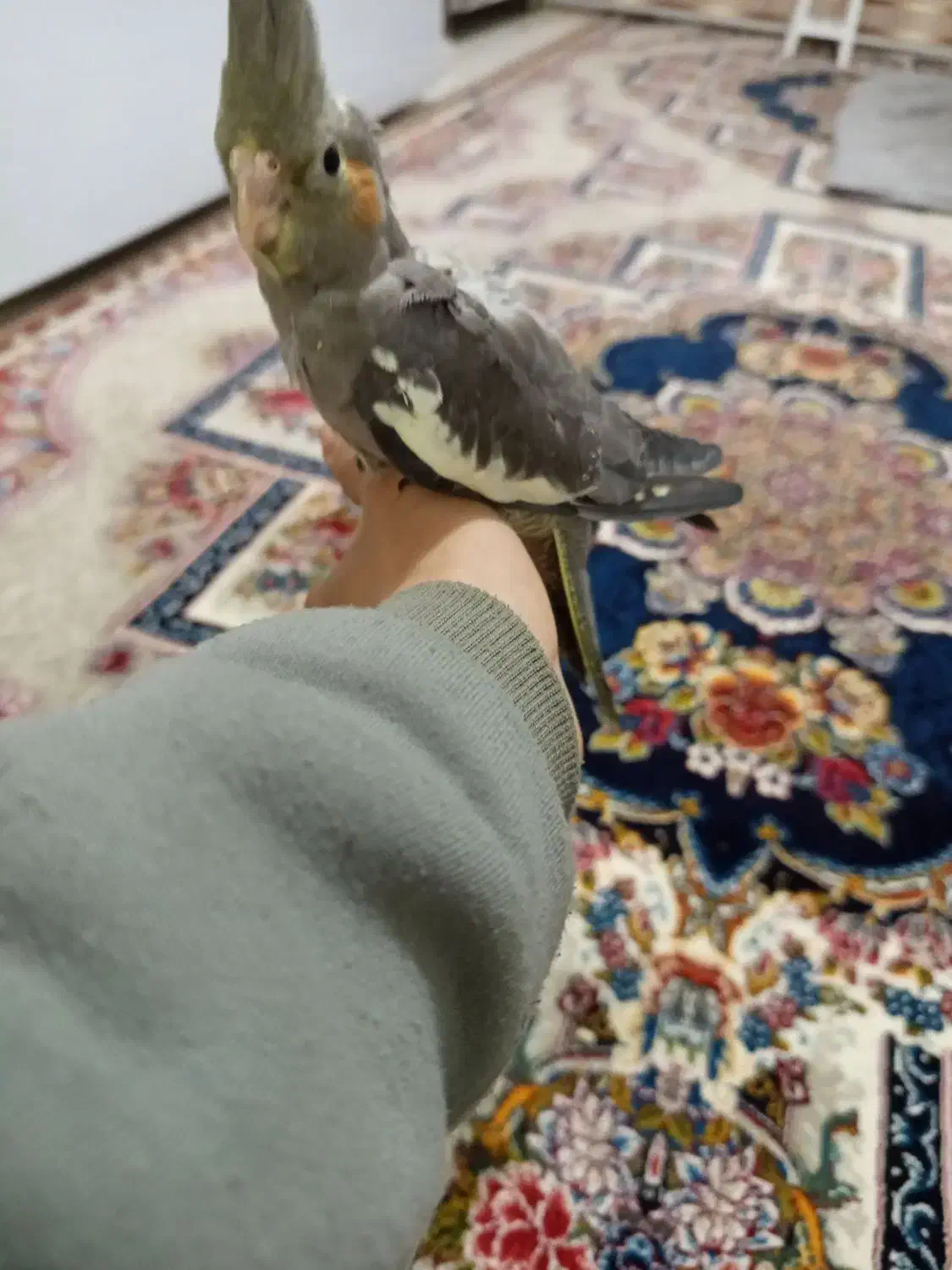 جوجه عروس هلندی|پرنده|پاکدشت, حصار امیر|دیوار