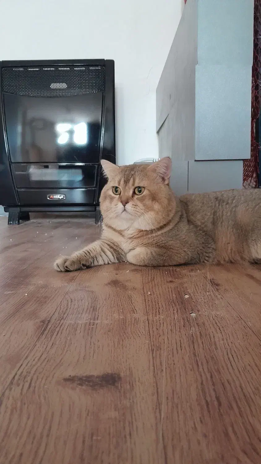 گربه شورت هیر بریتیش کشش جفت وارداتی|گربه|پردیس, فاز ۸|دیوار