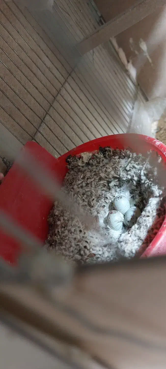 قناری ماده آماده آماده|پرنده|طسوج, |دیوار