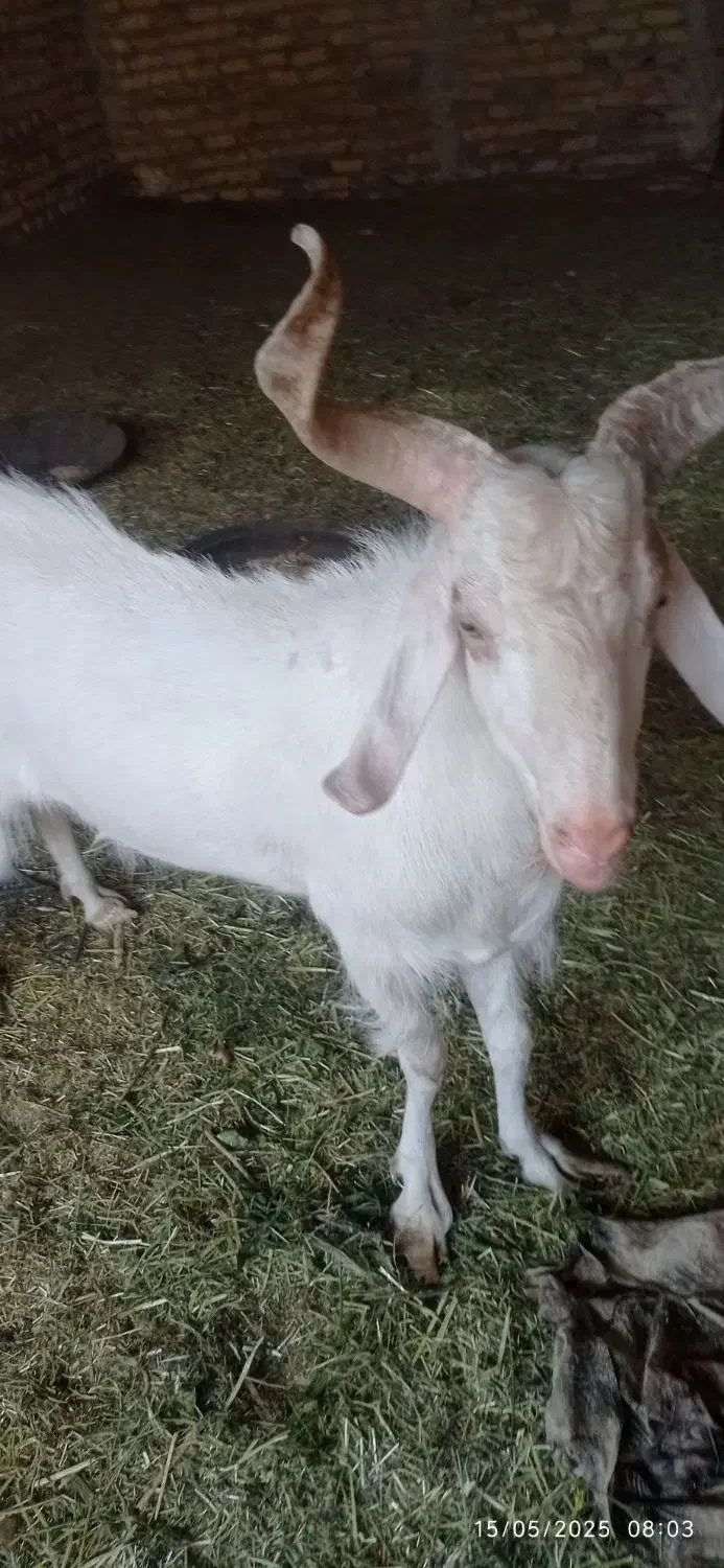 چبش سانن اصل|حیوانات مزرعه|بیرجند, |دیوار