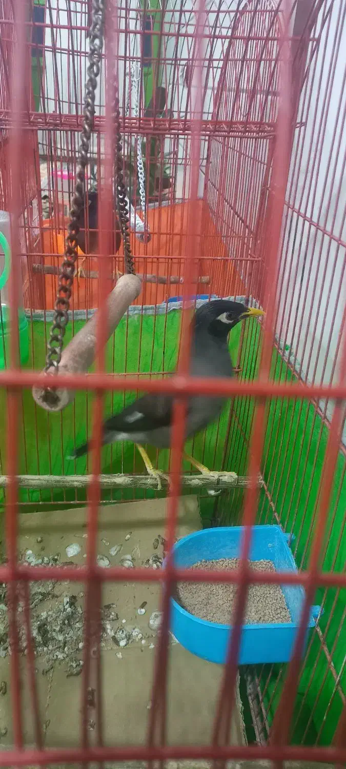 معاوضه مرغ مینا افغان  با طوطی یا جفت عروس هلندی|پرنده|جیرفت, |دیوار