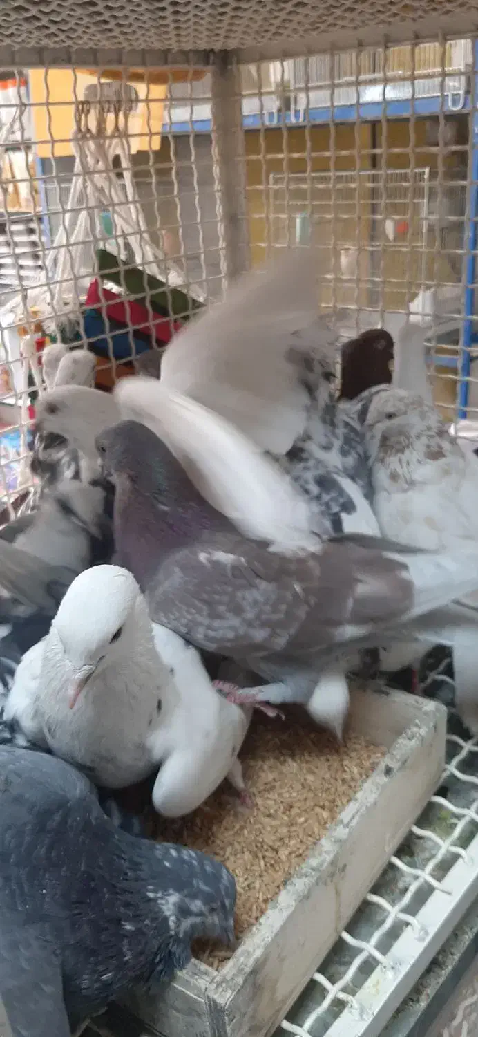 ۳۰تا گرفتنی|پرنده|تهران, والفجر (افسریه)|دیوار