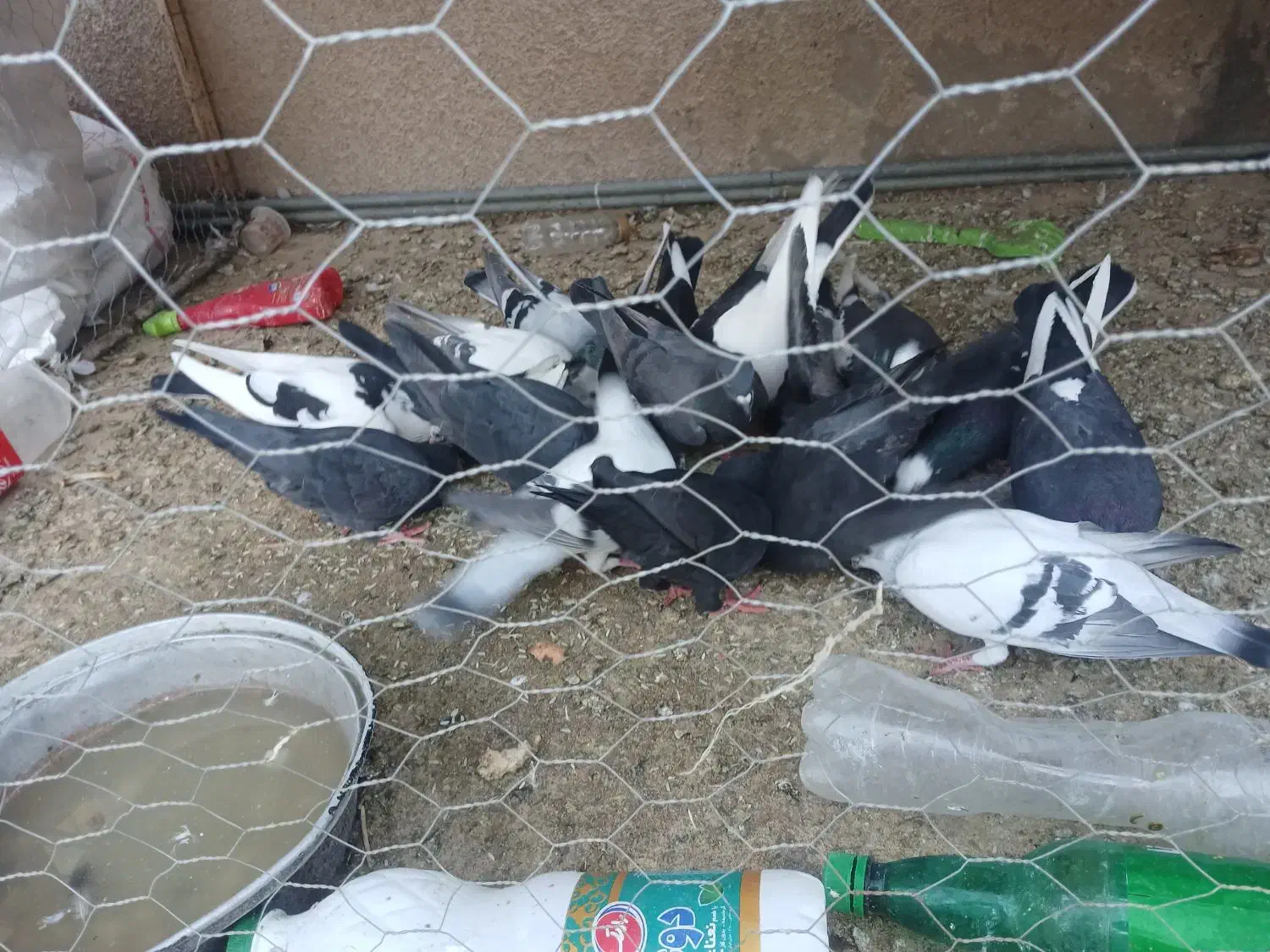 خروس جوانه ۲ملیون،کبوتران دونه ای ۲۵۰|پرنده|زهک, |دیوار