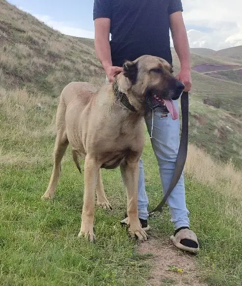 سگ سرابی|سگ|ترکمانچای, |دیوار