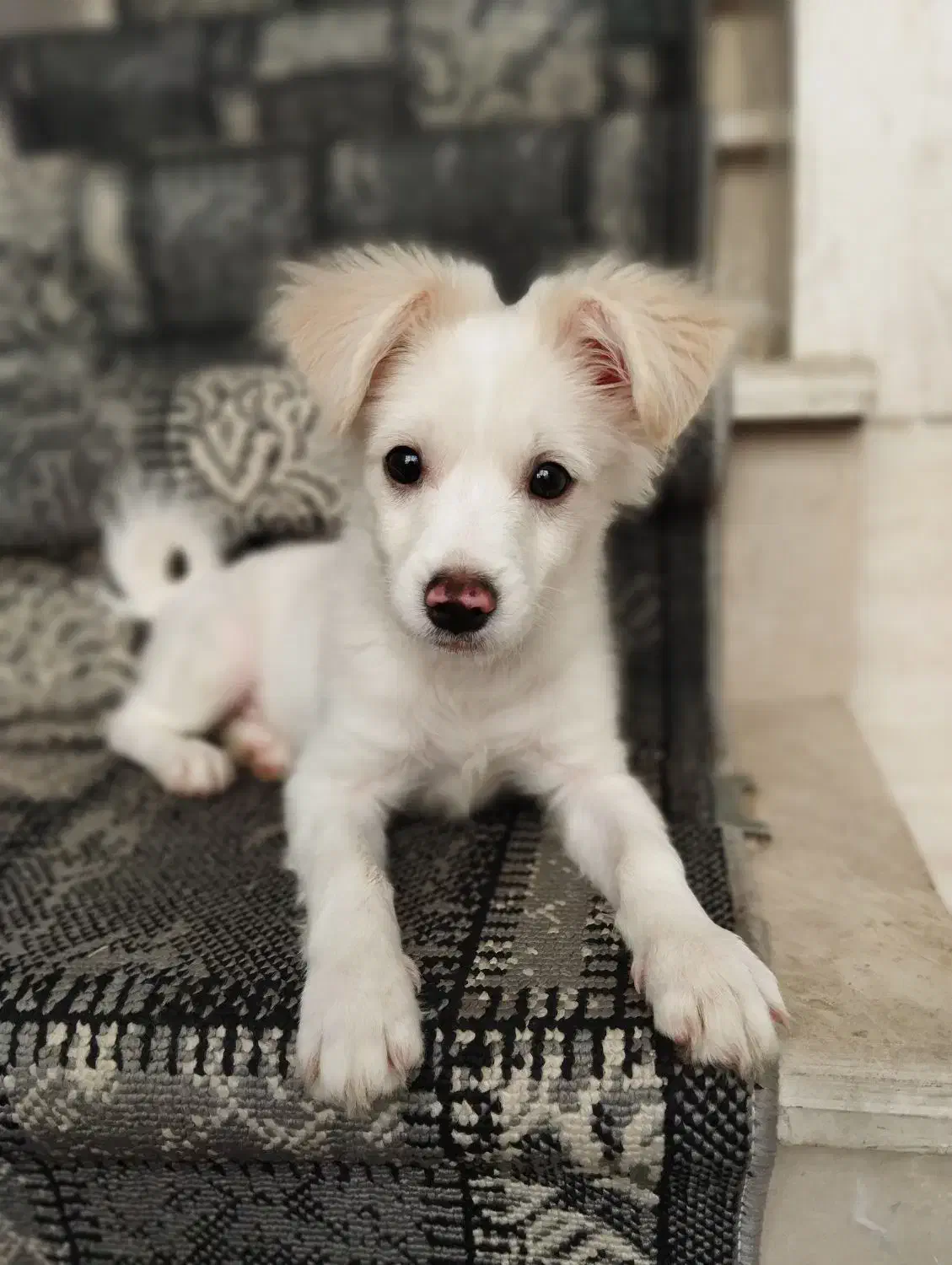 سگ اشپیتز|سگ|قم, شهرک فاطمیه|دیوار