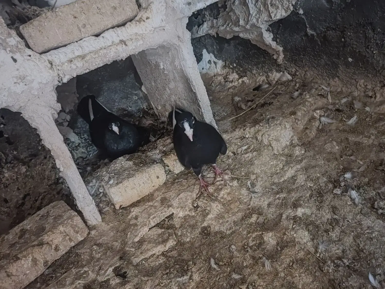 سلام جفت قره  سوری|پرنده|تهران, سید خندان (جلفا)|دیوار