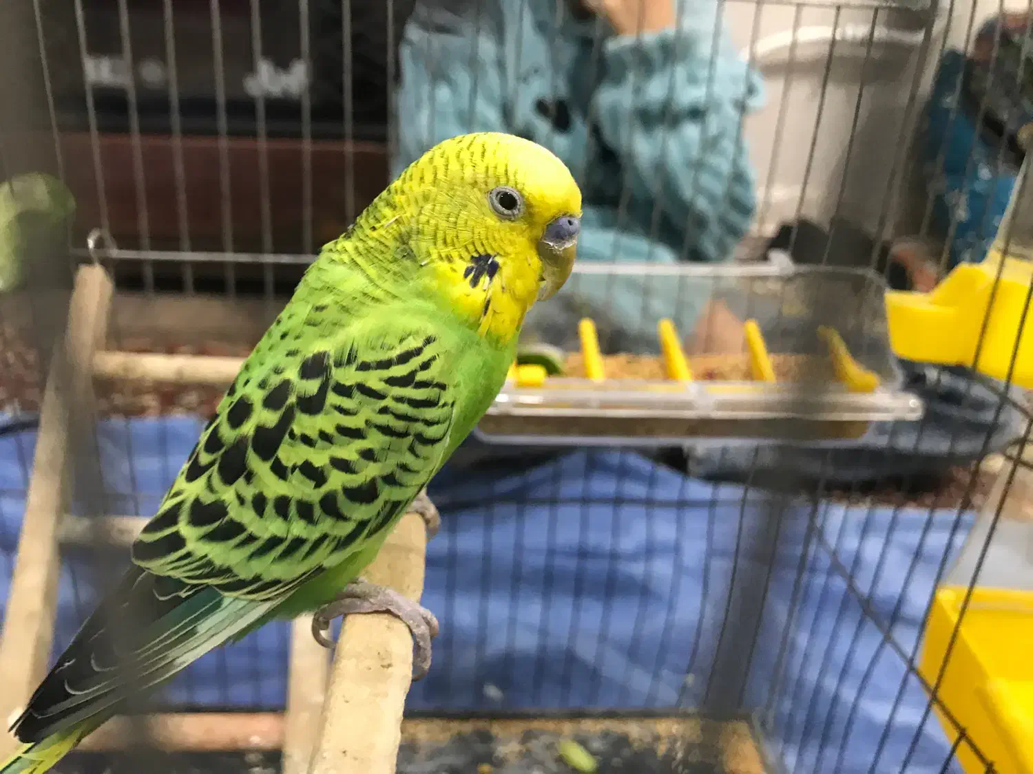 مرغ عشق|پرنده|پیرانشهر, |دیوار