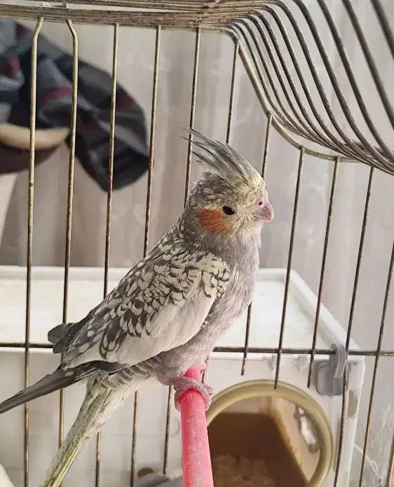 عروس هلندی تک و جفت گلباقالی و سینامون جفت|پرنده|قم, ارم|دیوار