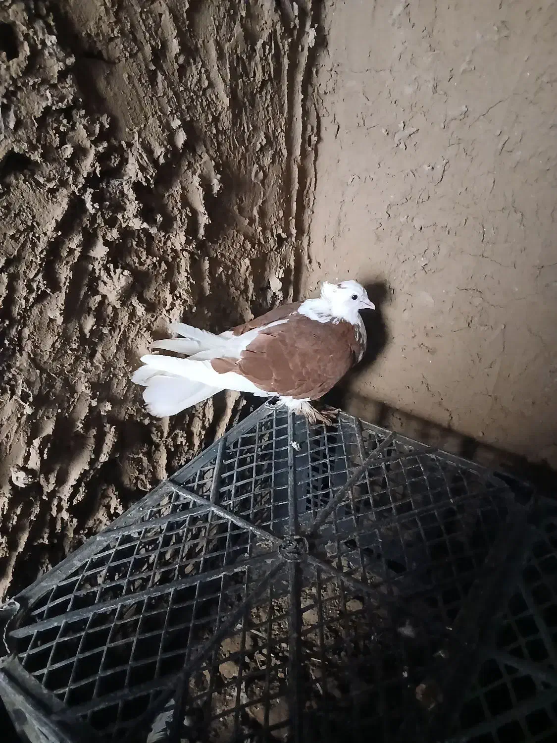 کبوتر|پرنده|بوئین زهرا, |دیوار