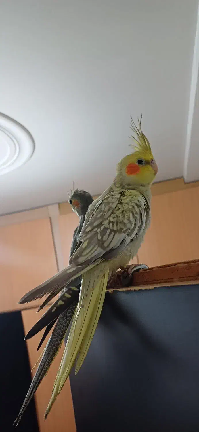 جوجه عروس.نروماده.۳ماهه فول رام و دستی.|پرنده|لاهیجان, لیالستان|دیوار