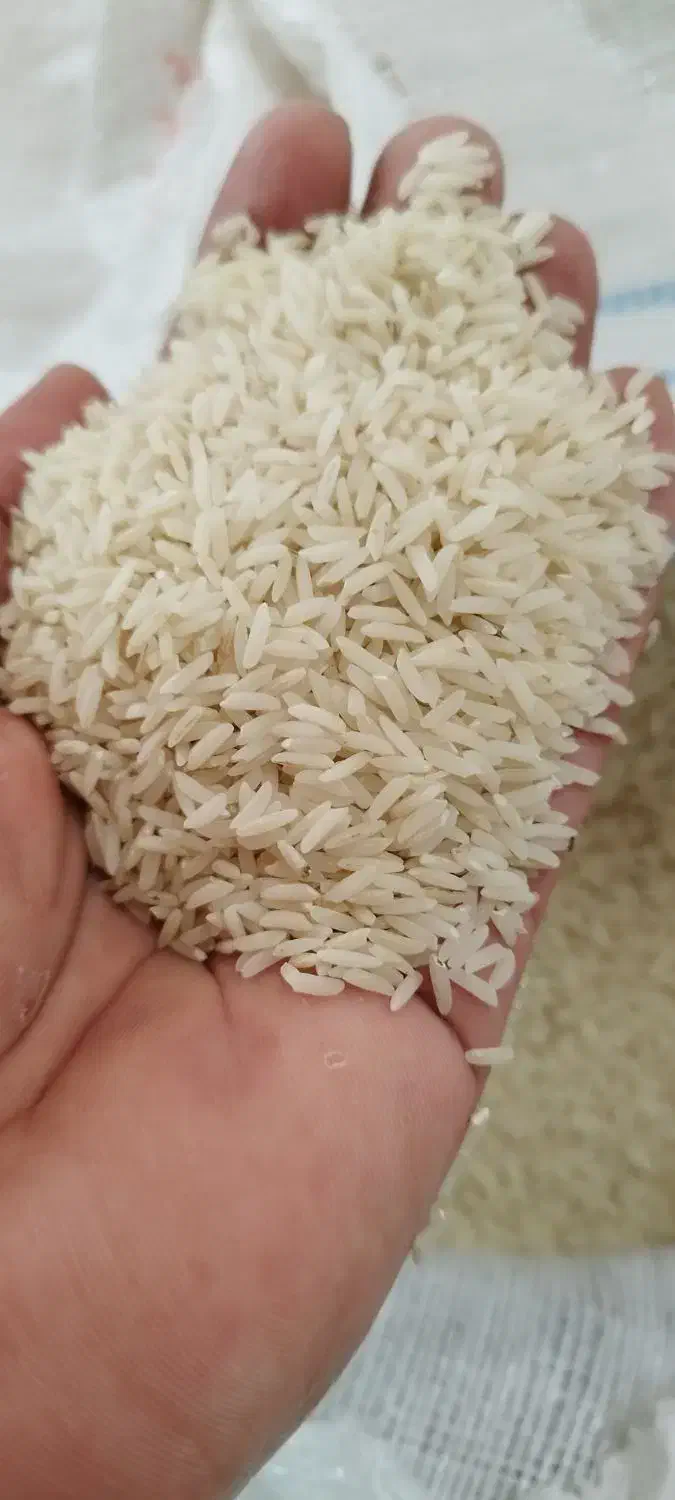 برنج طارم هاشمی کشت دوم|خوردنی و آشامیدنی|سرخرود, |دیوار