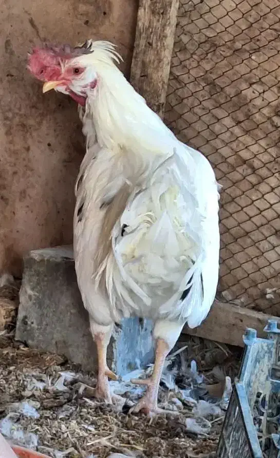 خروس گلین|حیوانات مزرعه|اصفهان, قهجاورستان|دیوار