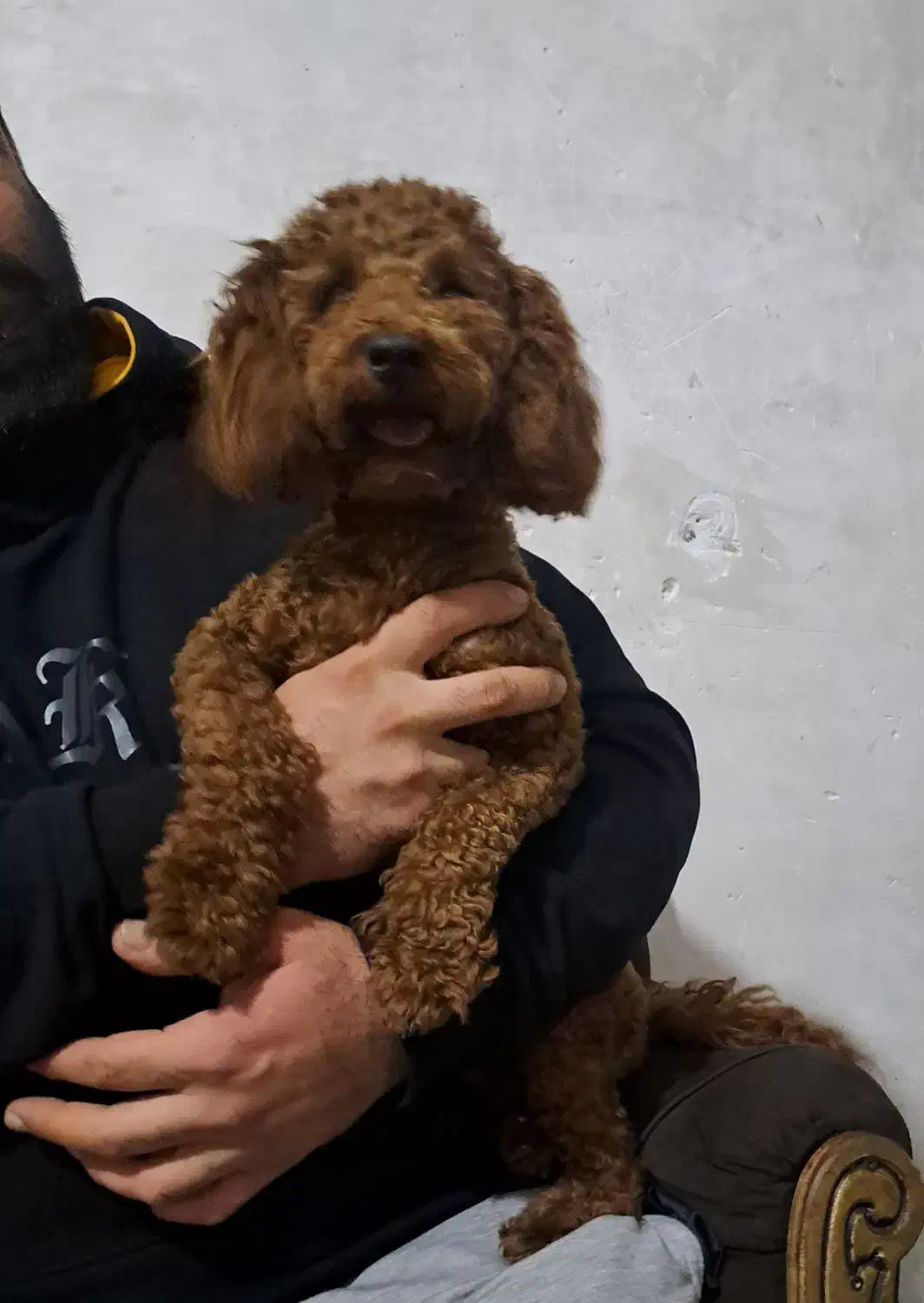 پودل دارک رد نر|سگ|فردیس, شهرک شهید حسینی|دیوار