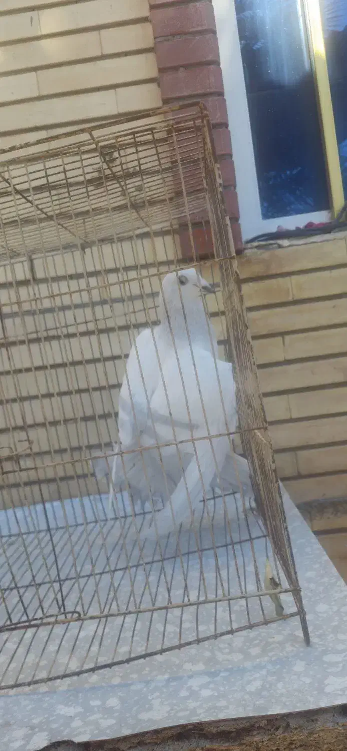 گوک و معلقی|پرنده|بم, |دیوار