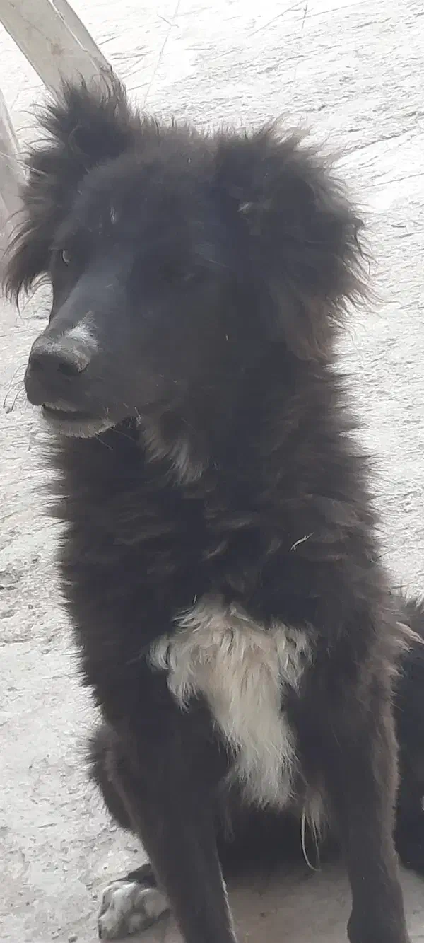 توله قهدریجونی دو نر دو ماده|سگ|بهبهان, |دیوار