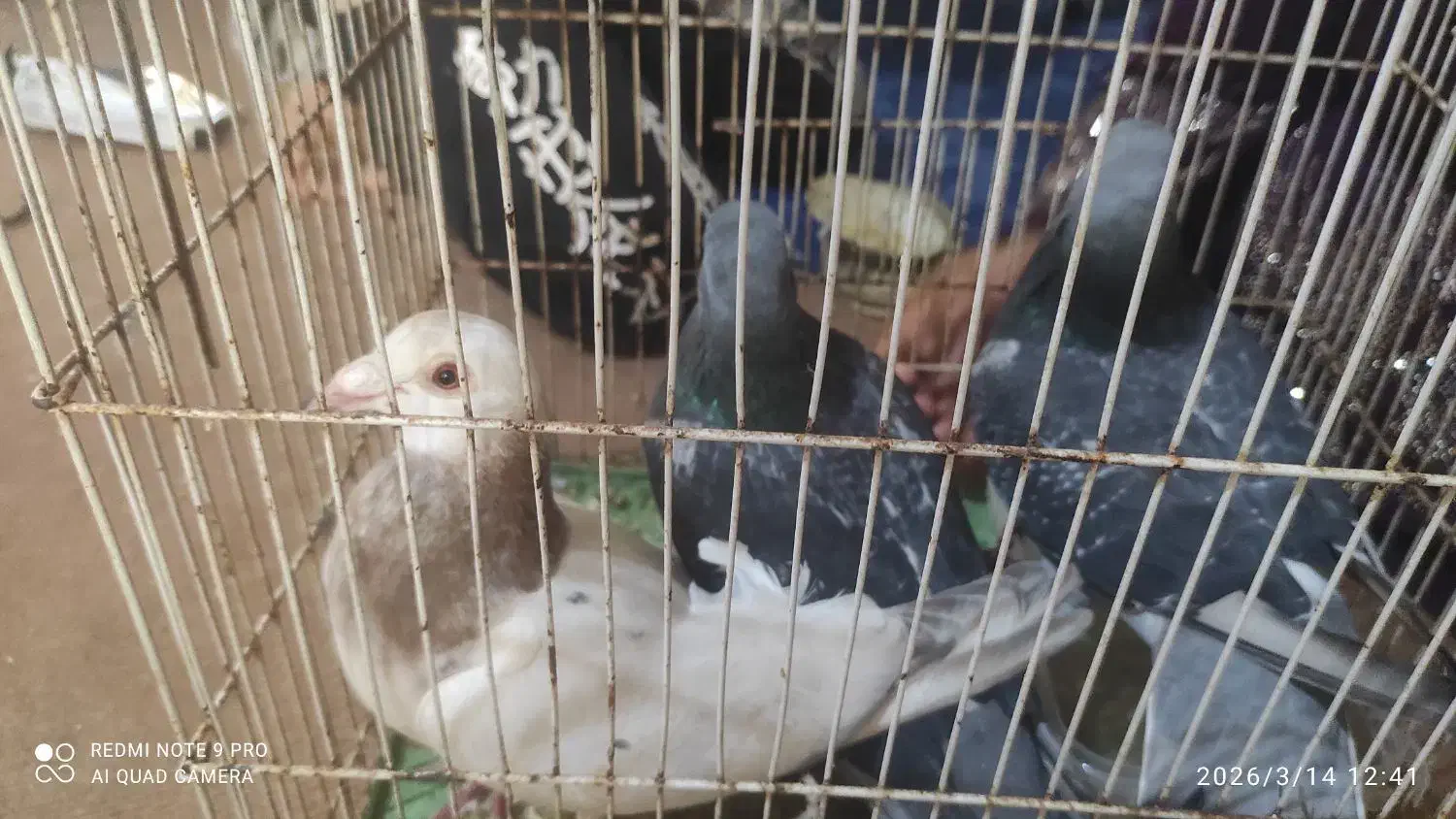 کفتر پلاکی کوهی|پرنده|برازجان, |دیوار