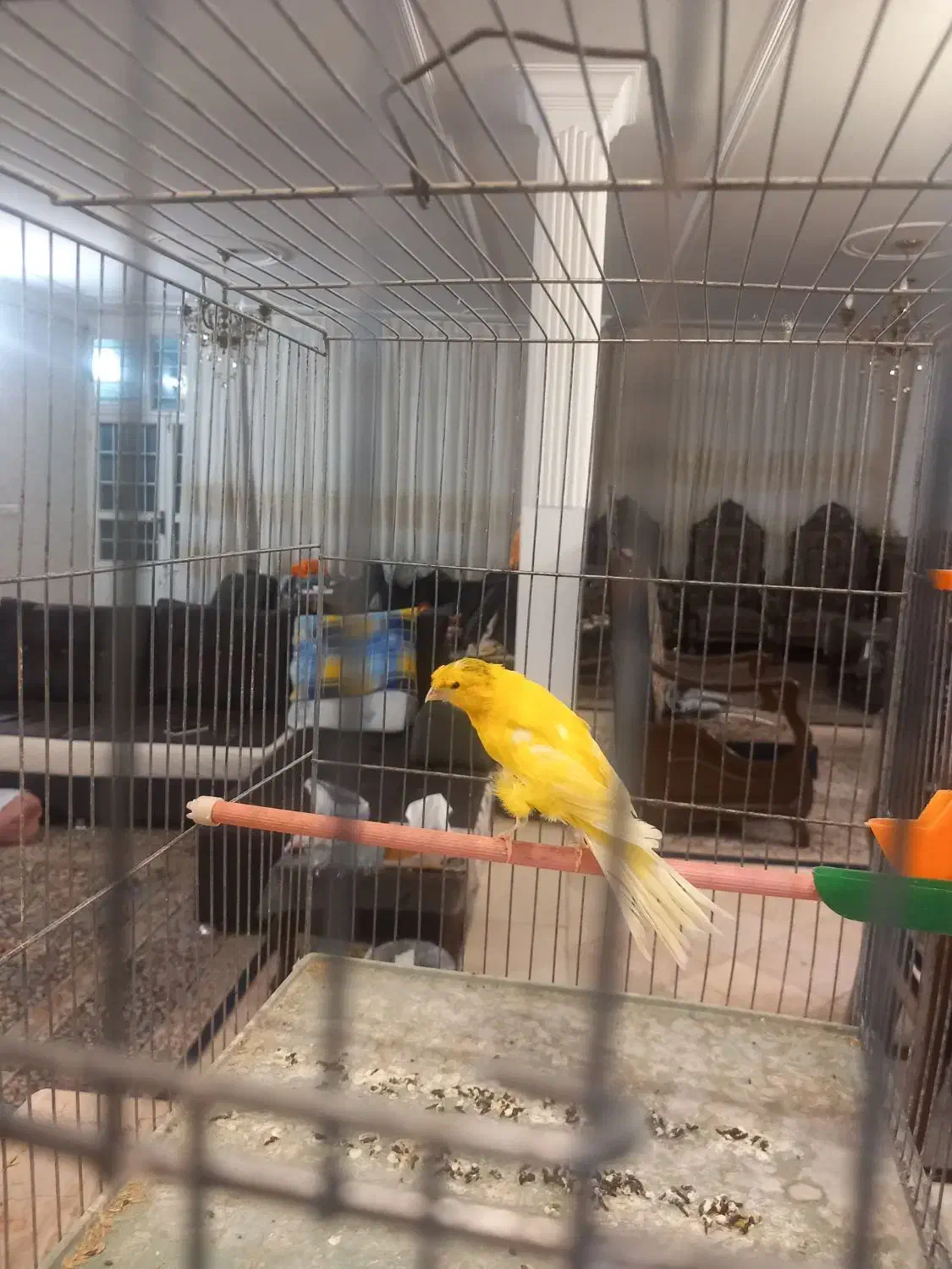 تعدادی قناری|پرنده|کرمان, |دیوار