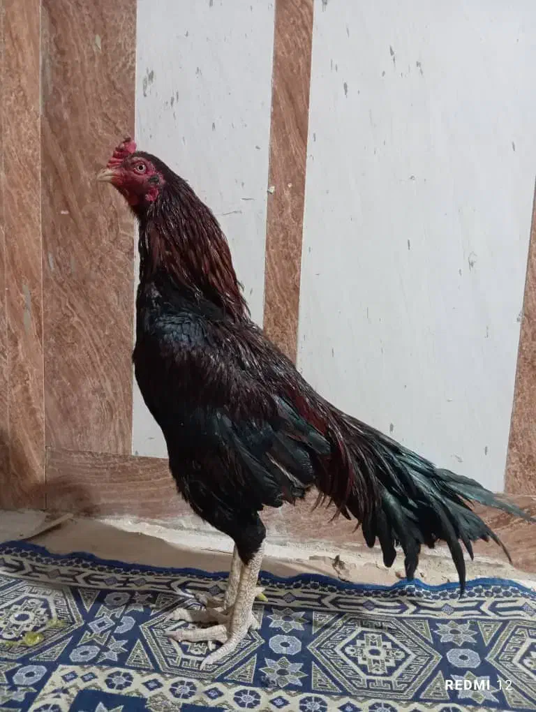 یه خروس بفروش میرس|حیوانات مزرعه|سراوان, |دیوار