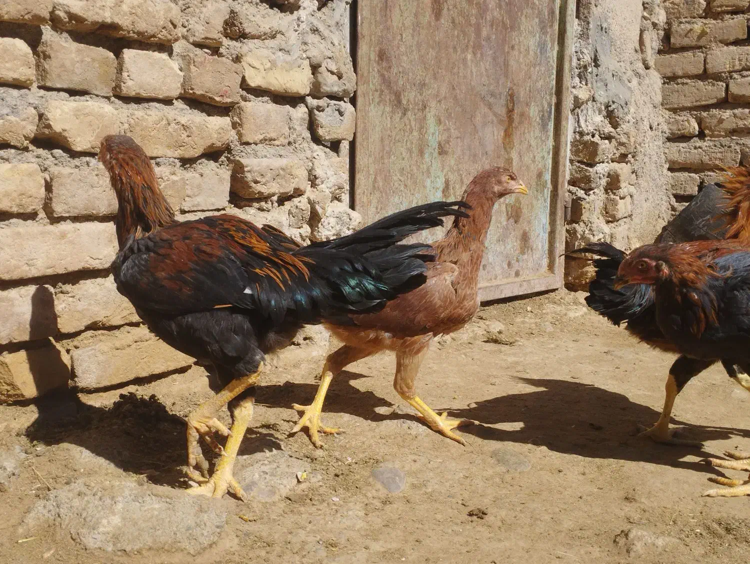 جوجه . مرغ .خروس لاری .جوجه لاری|حیوانات مزرعه|تربت‌حیدریه, ترمینال|دیوار
