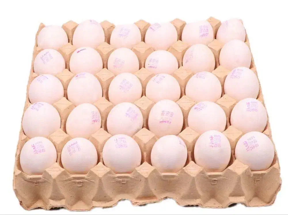 تخم مرغ مارکدار تاریخ روز|خوردنی و آشامیدنی|تربت‌حیدریه, بی بی حسنیه|دیوار