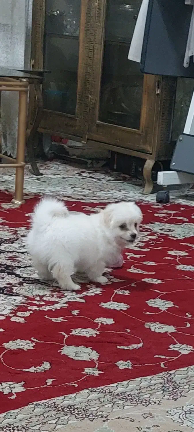 سگ پامرین|سگ|خرمدره, |دیوار