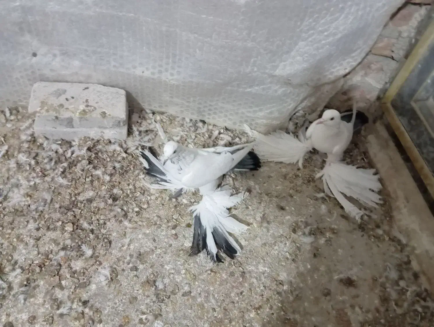 کبوتر|پرنده|تبریز, |دیوار