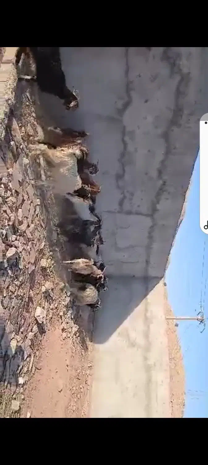 ۲۲عدد بز درجه یک|حیوانات مزرعه|مسجد سلیمان, |دیوار