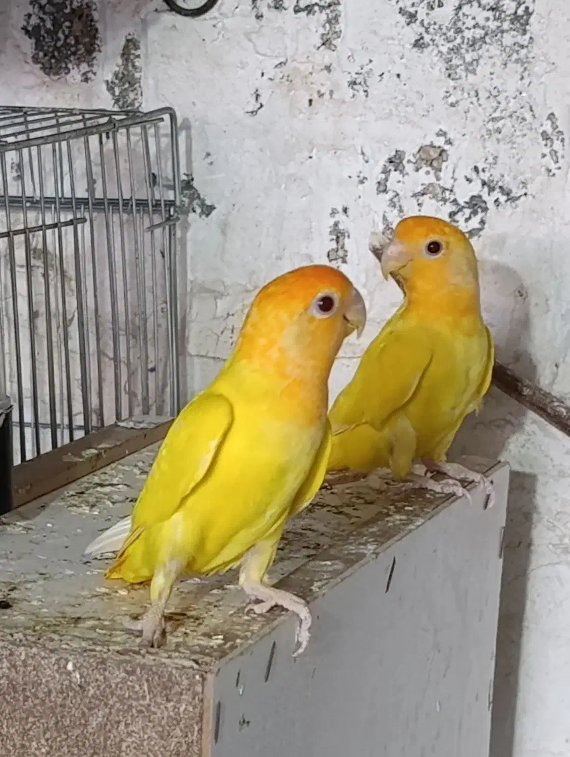 دو عدد اوپال کله نارنجی|پرنده|بندر کنگان, |دیوار